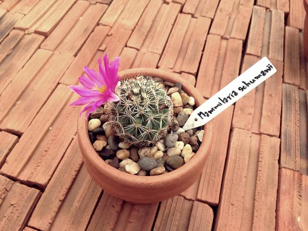 Mammillaria schumannii rosa kaktus blomma — Stockfoto