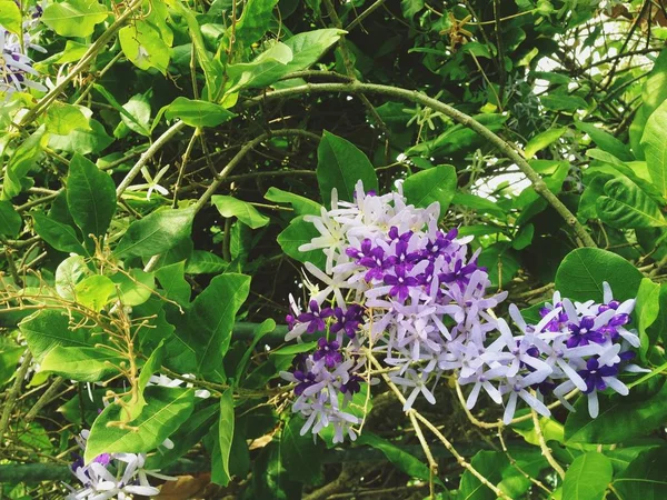 Petrea volubilis L — Stock fotografie