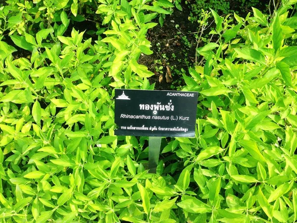 Rhinacanthus nasutus albero è erbe. Radice per curare la tigna tinea — Foto Stock