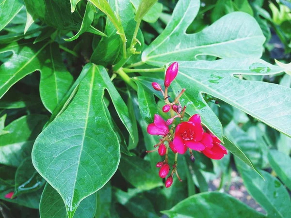 Červená Jatropha integerrima Jacq. — Stock fotografie