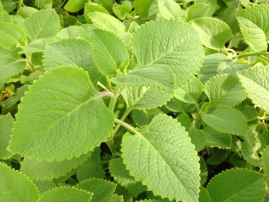 Plectranthus amboinicus (Lour.) Spreng bitkiler.