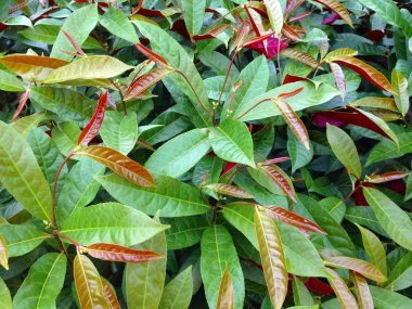 xcoecaria cochinchinensis bitki.