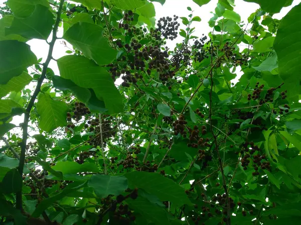 Albero Bridelia ovata Decne. Piccoli fiori bianchi . — Foto Stock