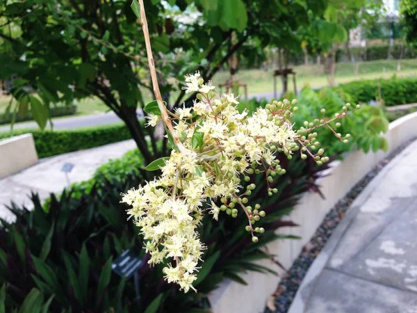 Albero Bridelia ovata Decne. Piccoli fiori bianchi . — Foto Stock