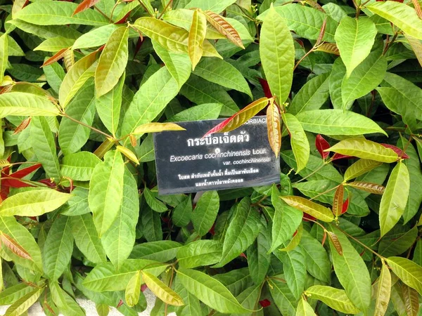Xcoecaria cochinchinensis növény. — Stock Fotó