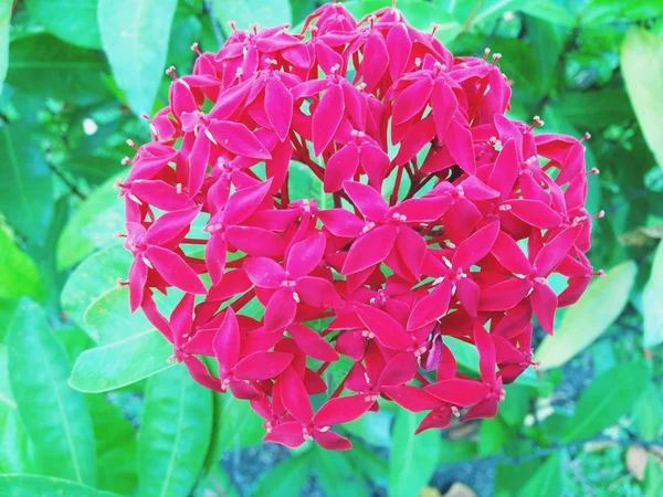 Ixora chinensis, Flor de espiga vermelha, Rei Ixora — Fotografia de Stock