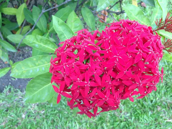 Ixora chinensis, červené špice květina, král Ixora — Stock fotografie