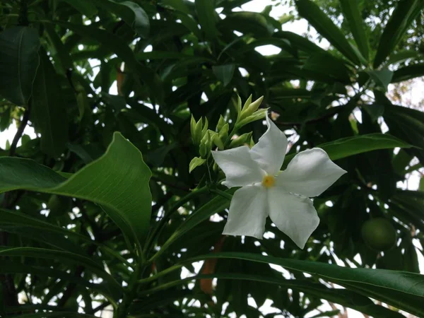 Bauhinia lakhonensis Gagnep strom — Stock fotografie