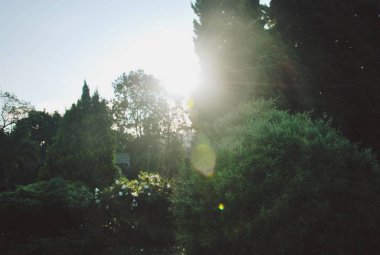 Güzel manzara ağaçlar arasında güneş ışığı var. A