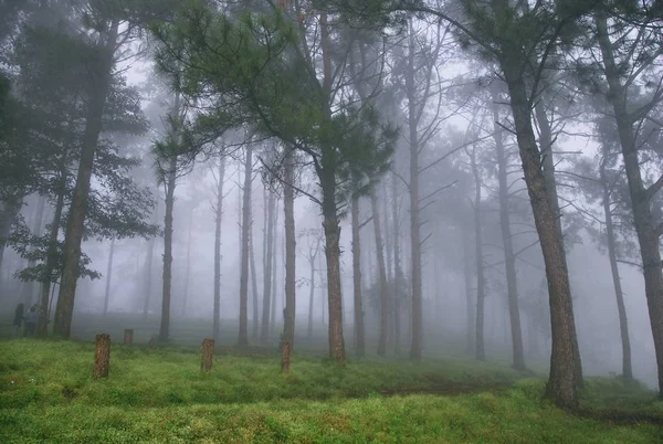 Bela paisagem natural na névoa da manhã . — Fotografia de Stock