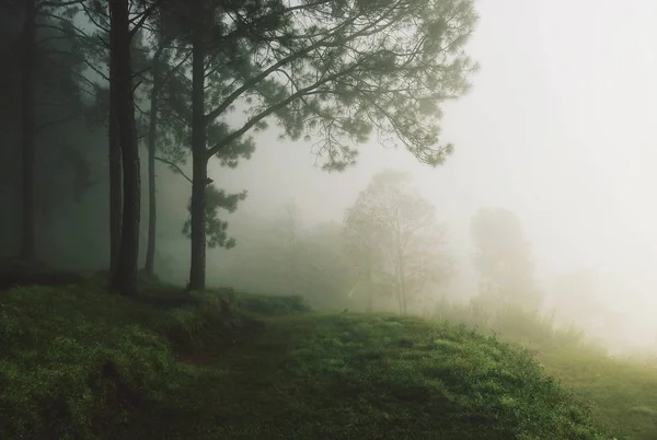 Beautiful natural landscape in the morning mist. — Stock Photo, Image