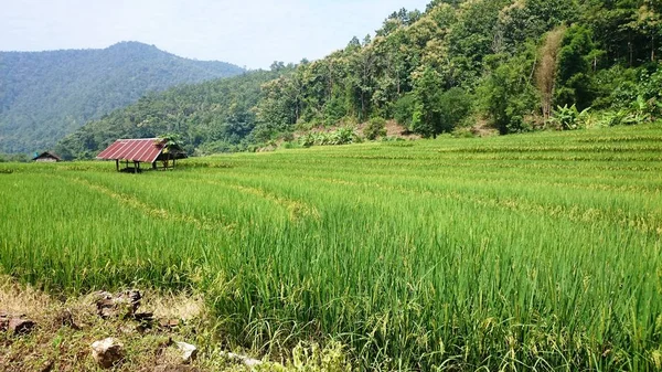 Рисовое поле зелёное в сельской местности над горным хребтом и — стоковое фото