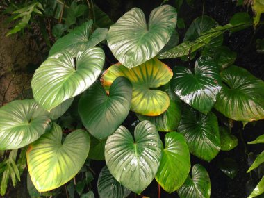 Homalomena rubescens ya da kalp Kral otsu bir bitkidir.