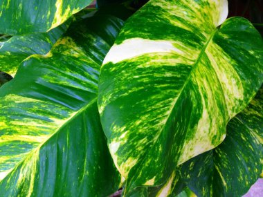 Scindapsus aureus, Epipremnum aureum, Şeytan'ın iivy, avcı'nın soymak