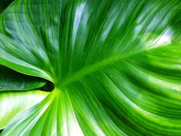 Homalomena rubescens или король сердца - травянистое растение . — стоковое фото