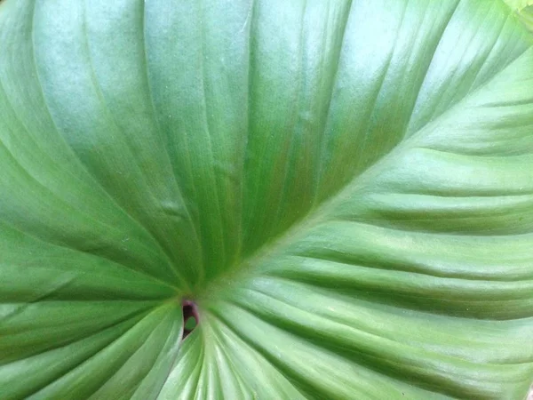 Homalomena rubescens of koning of Heart is een kruidachtige plant. — Stockfoto