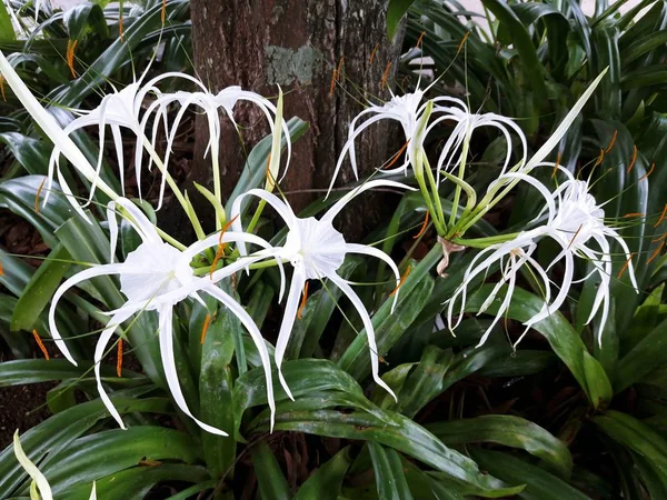 Crinum asiaticum, lampadina avvelenata, giglio crinum gigante, Grand crinum l Immagini Stock Royalty Free