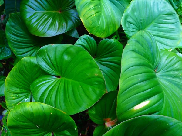 Homalomena rubescens 또는 임금의 마음은 초본 식물. 스톡 사진
