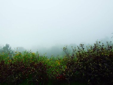 Çiçekler küçük beyaz ve yaprakları Kırmızımsı Mor