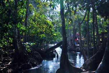 Doğa ve nehirler çok ağaç ormanları gibi var.