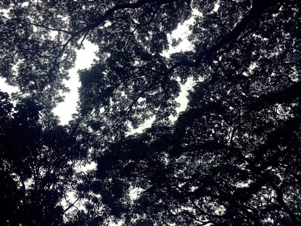 Karanlık ağaç siluetleri gökyüzü arkaplanına karşı.