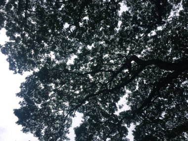 Karanlık ağaç siluetleri gökyüzü arkaplanına karşı.