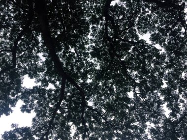 Karanlık ağaç siluetleri gökyüzü arkaplanına karşı.