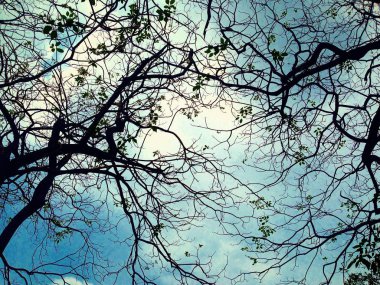 Karanlık ağaç siluetleri gökyüzü arkaplanına karşı.