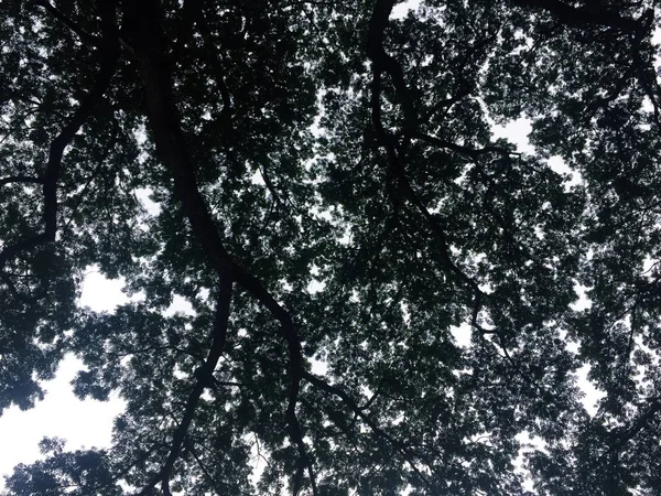 Karanlık ağaç siluetleri gökyüzü arkaplanına karşı.