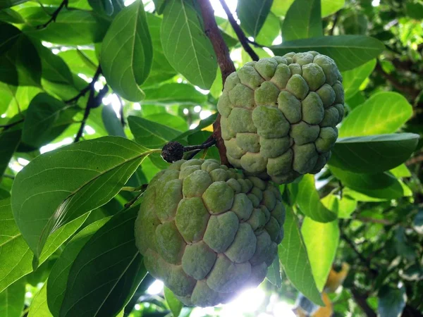 Elma şekeri, elma şekeri, Sweetsop veya Annona squamosa Linn. Meyve bembeyaz ve siyah tohumlarla tatlıdır..