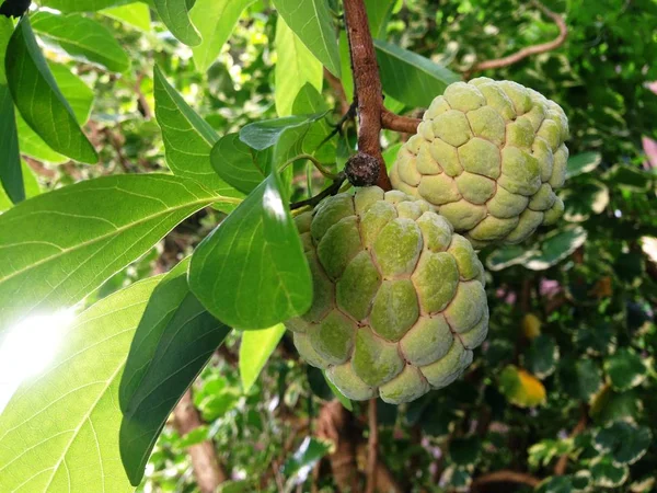 Elma şekeri, elma şekeri, Sweetsop veya Annona squamosa Linn. Meyve bembeyaz ve siyah tohumlarla tatlıdır..