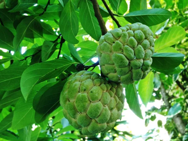 Elma şekeri, elma şekeri, Sweetsop veya Annona squamosa Linn. Meyve bembeyaz ve siyah tohumlarla tatlıdır..