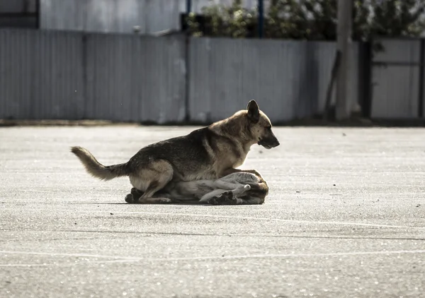 Stray dogs on the floor outside. one is  the other — Stock Photo, Image