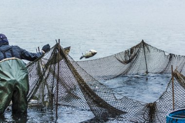 Gölde balık tutma. Erkekler çeker bir balık net