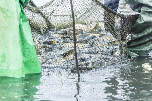 Gölde balık tutma. Erkekler çeker bir balık net