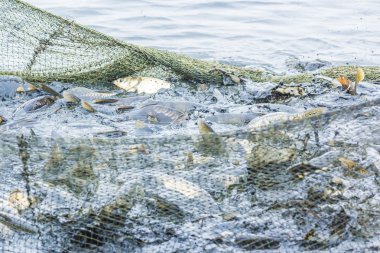 Net, sonbahar gün üzerinden atlamak için çalışır balık gölde balık tutma