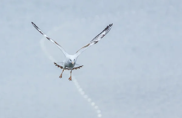 Mew Gull Larus canus survolant le lac avec un fond bleu — Photo