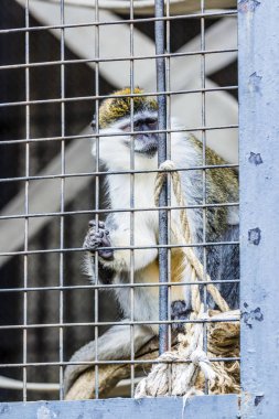 Hayvanat bahçesinde bir kafeste maymun.