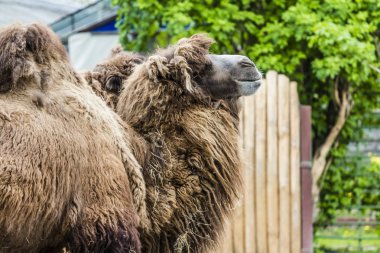 iki büyük büyük Afrika deve ile humps