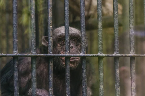 Monkey in a cage at the zoo. — Stock Photo, Image