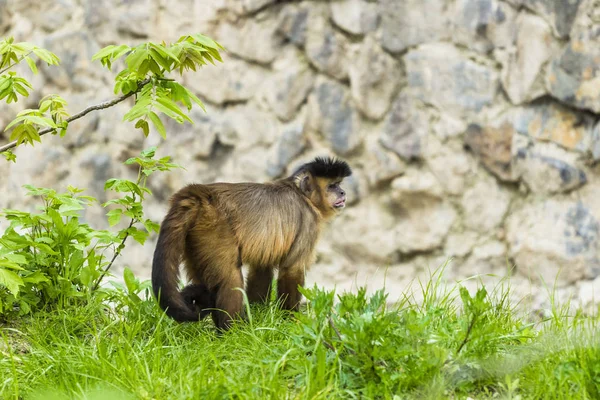 Monkey Rhesus macaque enjoying the shade tree. — Stock Photo, Image