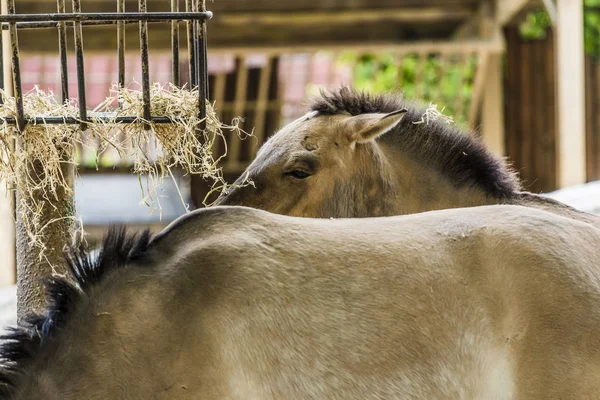 English breed horse portrait outdoors in summer — Stock Photo, Image