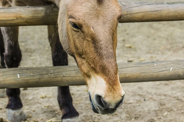 Horses on the ranch , Looking at the horse — Stock Photo, Image