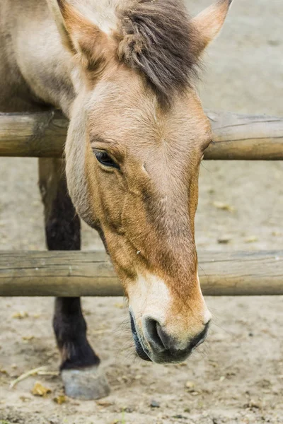 Лошади на ранчо, глядя на лошадь — стоковое фото