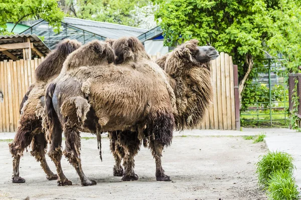 Due grandi cammelli africani con gobbe — Foto Stock