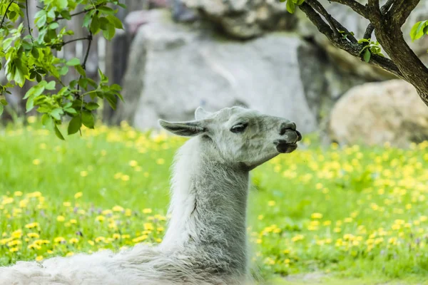 White lama head closeup with on background — Stock Photo, Image