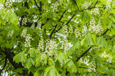 Işık yeşil bahar yaprakları