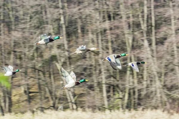 Große Schar Stockenten fliegt — Stockfoto