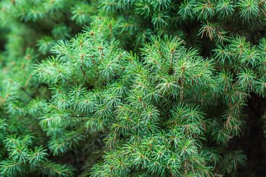 Noel ağacı dallarının arkaplanı