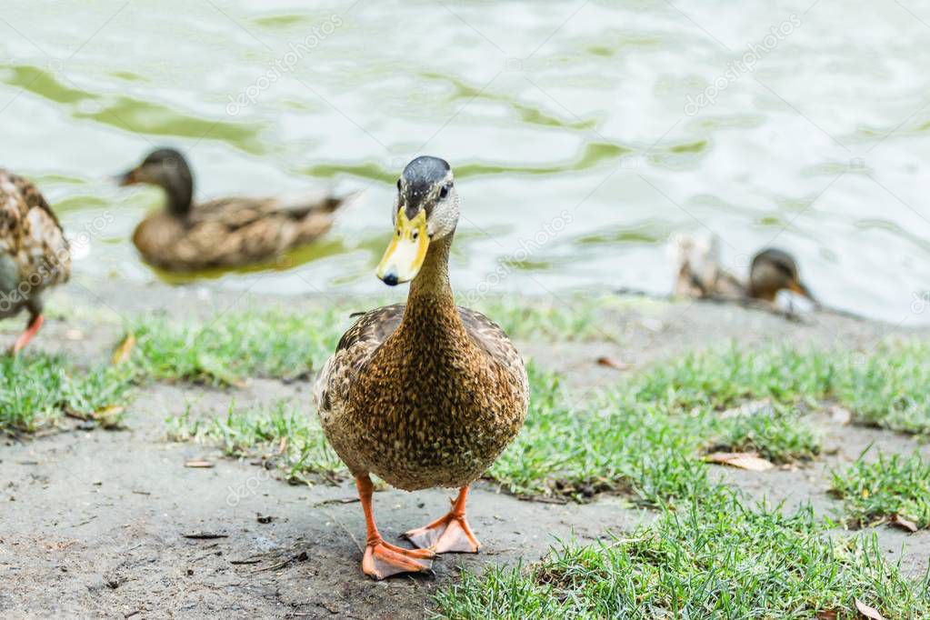 Wild ducks on the green grass near the lake